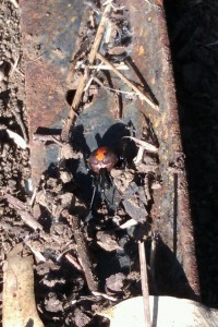 Red Back Spider