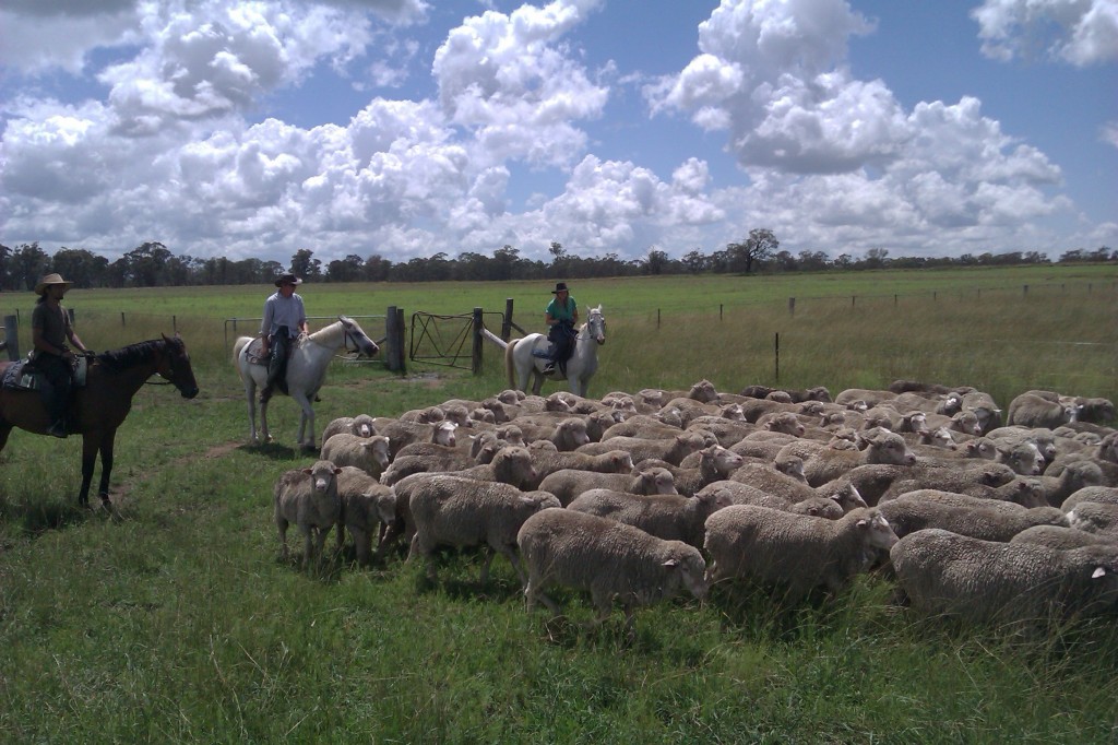 Mustering on horseback.