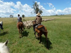 Mustering on horseback