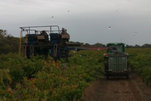 Grape Harvest